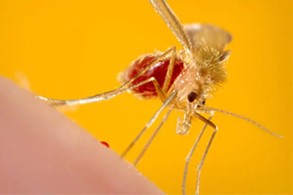 sand-fly-phlebotomus-pappatasi