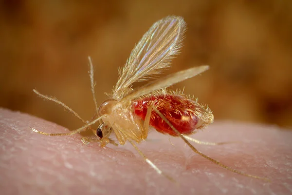 sand-fly-phlebotomus-pappatasi